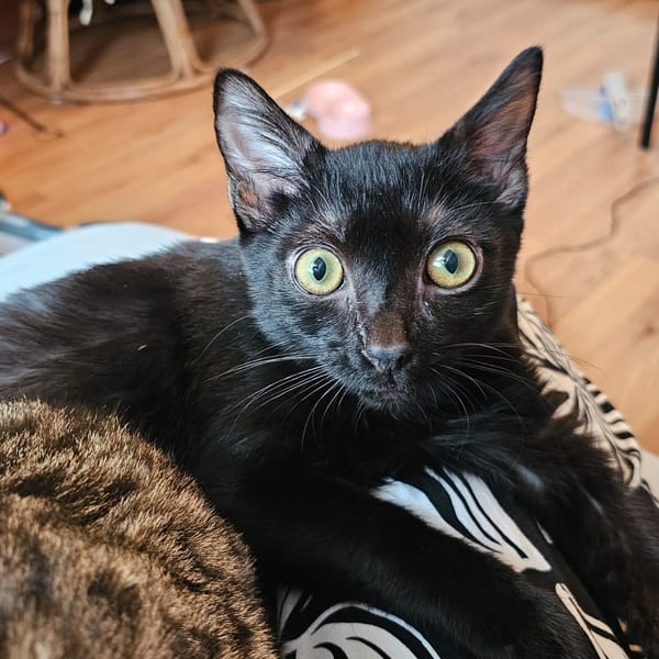 freesia — Européen