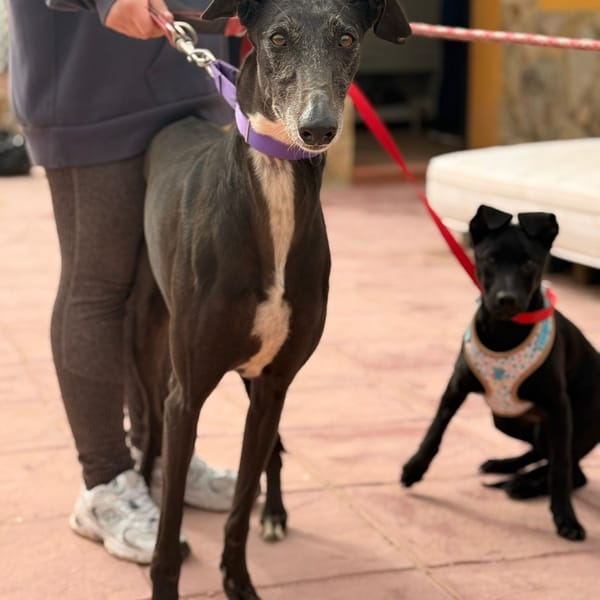 MUNA (Lara) — Lévrier Espagnol