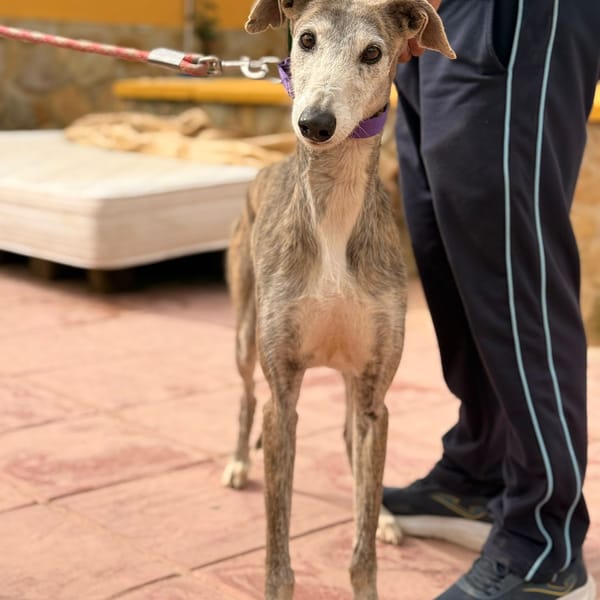 FATIMA (Lara) — Lévrier Espagnol