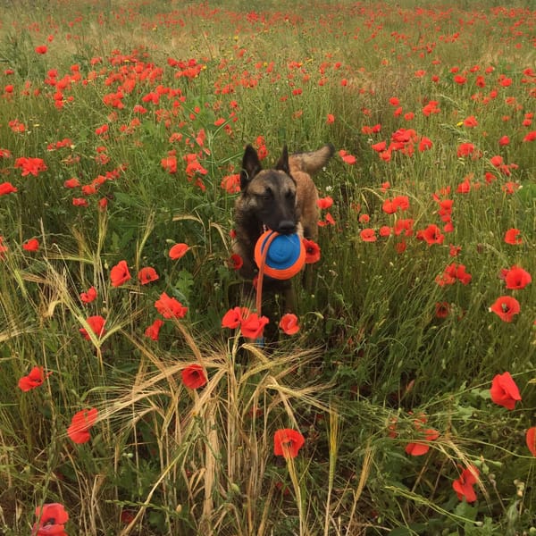 Ricco — Berger Belge