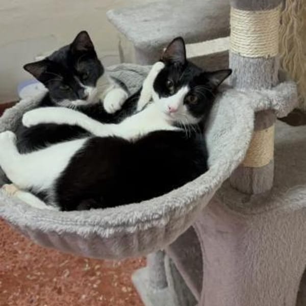 Orion & Luna Dreamteam sucht  Zuhause — Europäisch Kurzhaar