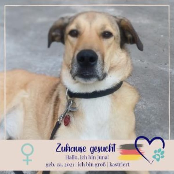 Juna - liebe, feinsinnige und sensible — Mischling