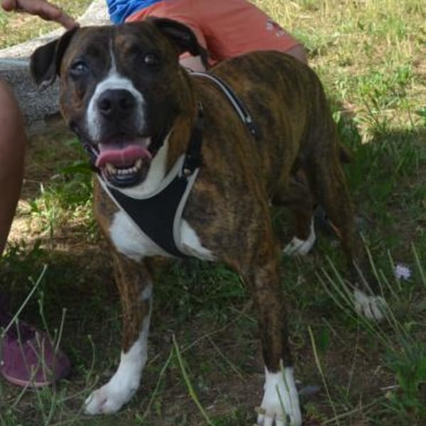 Santo braucht Liebe, kein Mitleid — Mischling