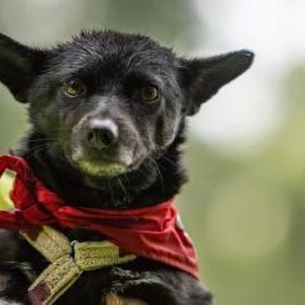 Buba- wartet in 31655 Stadthagen — Pinscher-dackel