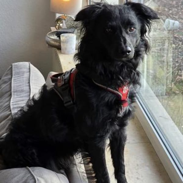 🐾 Emil sucht sein Für-immer-Zuhause 🐾 — Mischling