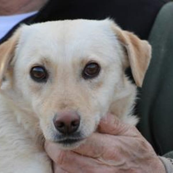 Camaro - kinderlieber Familienhund — Dackel