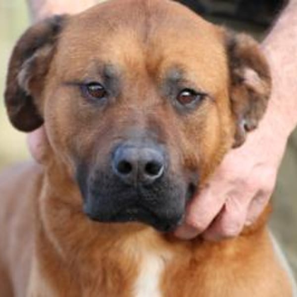 Bruno - kinderlieber Familienhund — Rhodesian-ridgeback-boxer