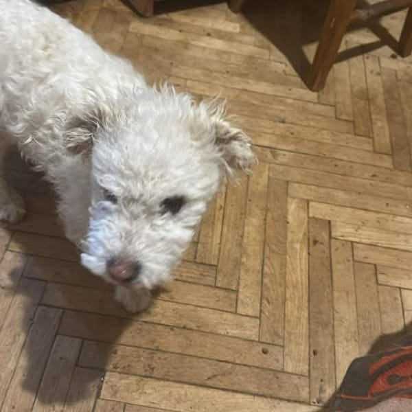 Nikita, kleiner Hundebub sucht Bleibe — Shund