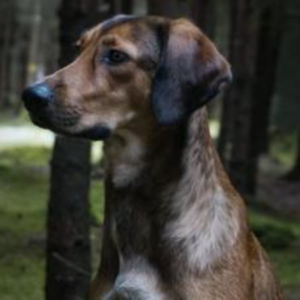 Elenor wünscht sich ein ruhiges Zuhause — Mischling