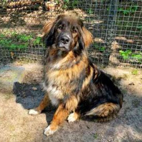 Arco, sportl. großer Familienhund — Hovawart