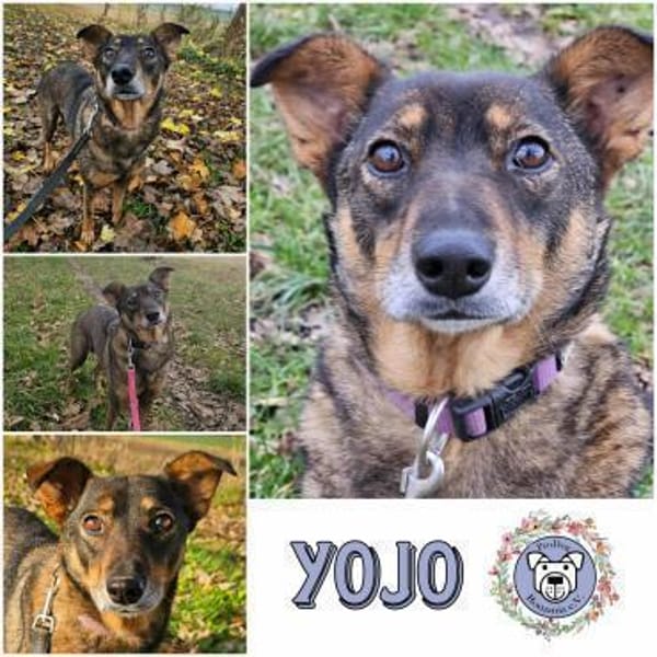YOJO * feinfühlige Hündin — Mischling