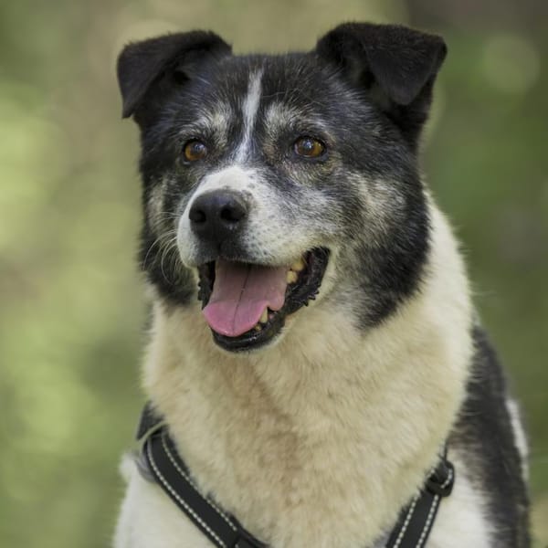 Golden Girl - lustig, entspannt und aufg — Shund