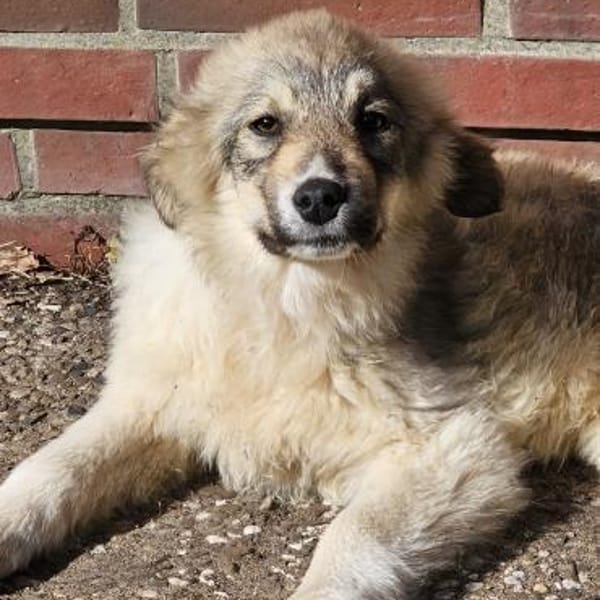 Bezaubernde Alley sucht ihre Familie — Mischling