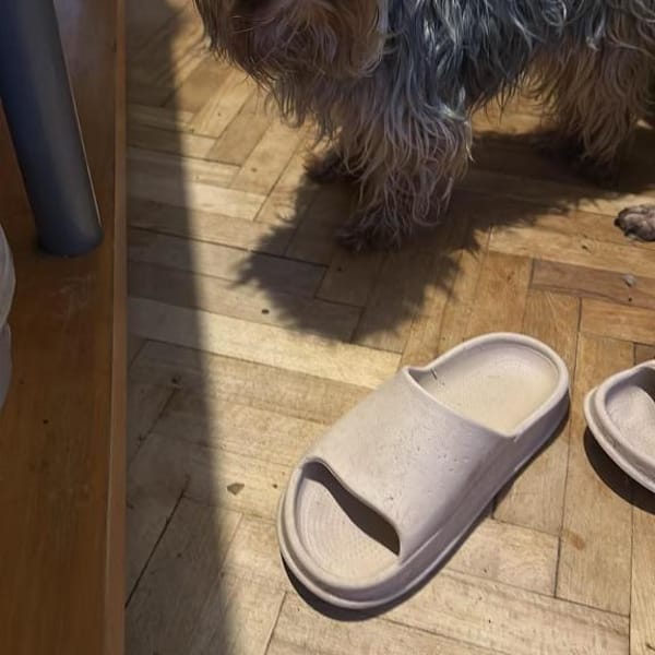 Wuschel, der Name ist Programm — Shund