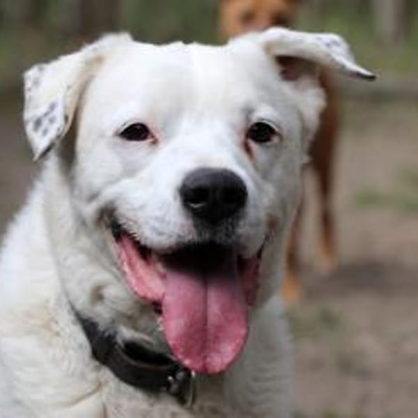 Eddy, su. hundeefahrene Menschen — Labrador-dalmatiner