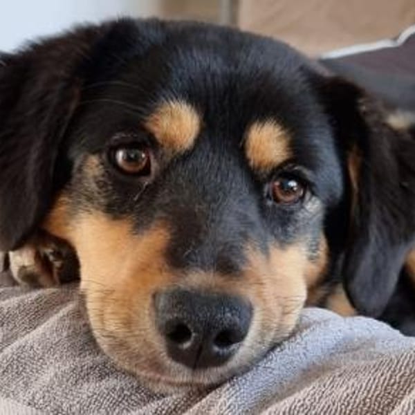 Ally ist so sanftmütig und lieb! — Mischling