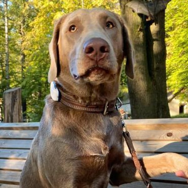 Joker -suchen aktive&erfahrene Menschen — Silberner Labrador