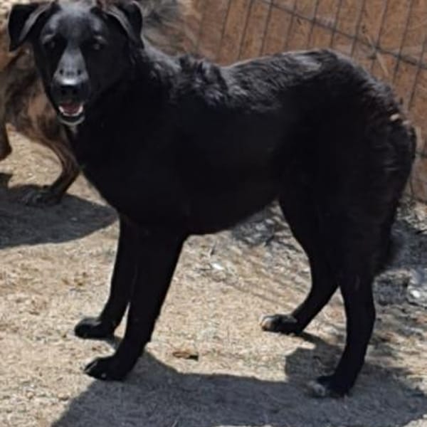 Gorbi  54 cm (Pflegestelle) — Mischling