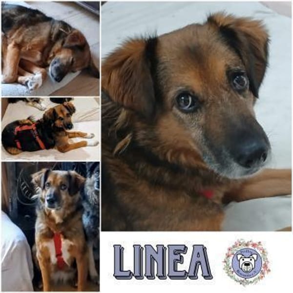LINEA * ruhige, genügsame Hündin — Mischling
