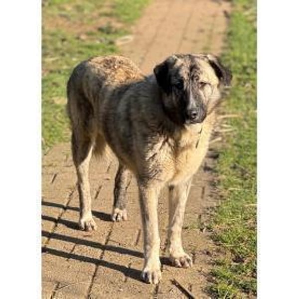 Max - wartet in 49504 Lotte — Shund