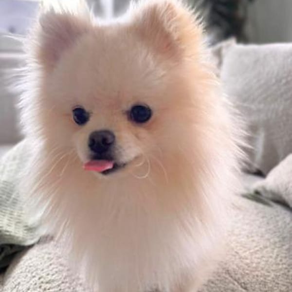 Bijou - ist gesprächig — Deutscher Spitz