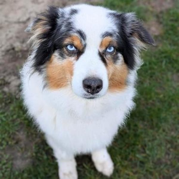 Anouk - ist neugierig&freundlich — Australian Shepherd Dog