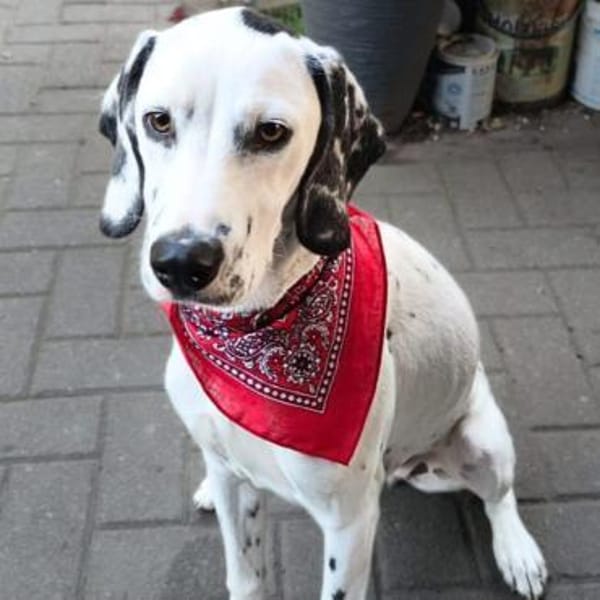Emmi - ist leider unterfordert — Dalmatiner/beagle