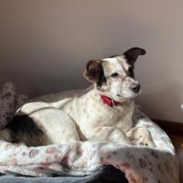 Freundliche, soziale Finnie sucht dich — Mischling