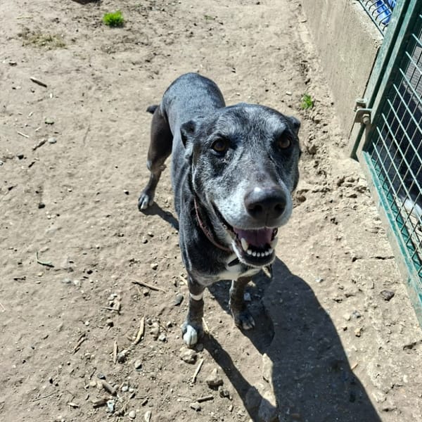 BELZEBUTH — Croisé / Autre