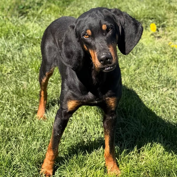 Woogy CAA15057 — Croisé / Autre