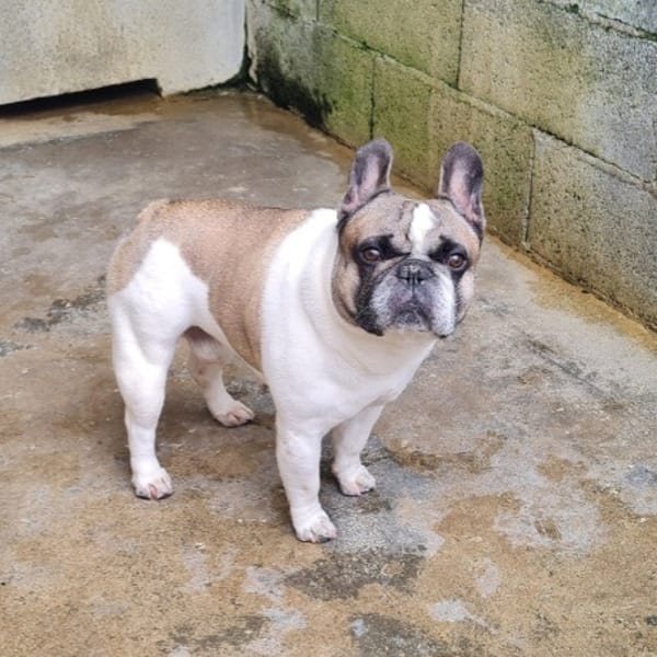 DOUDOU (promis) — Bouledogue Français