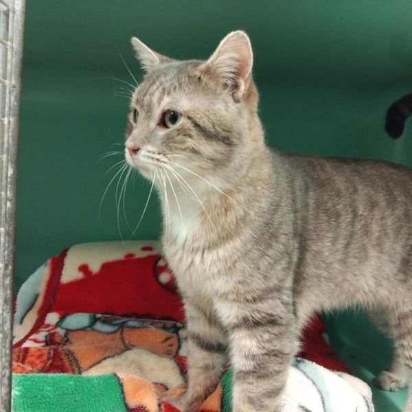 PICODON PAB28684 — Européen