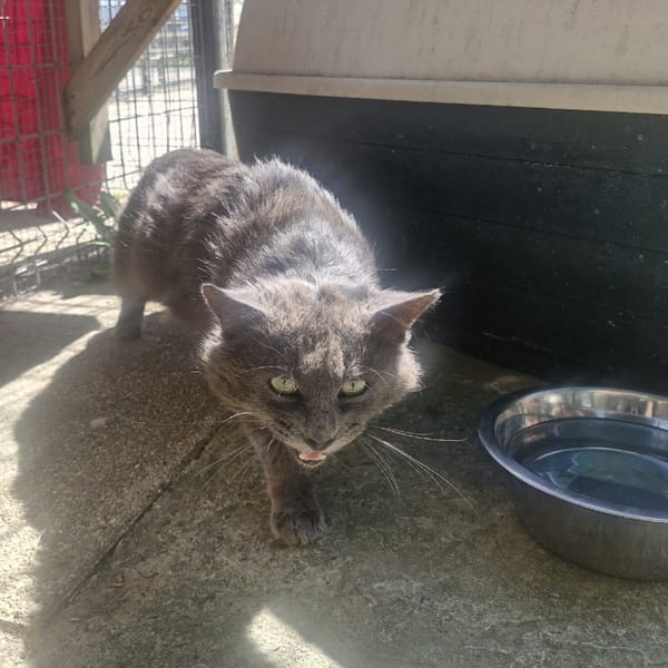 MORTON — Européen