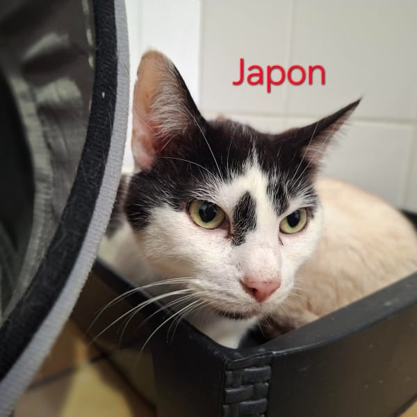 JAPON A17388 — Européen