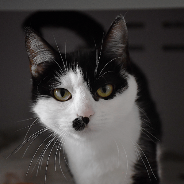 Avril (en cours d'adoption) — Européen