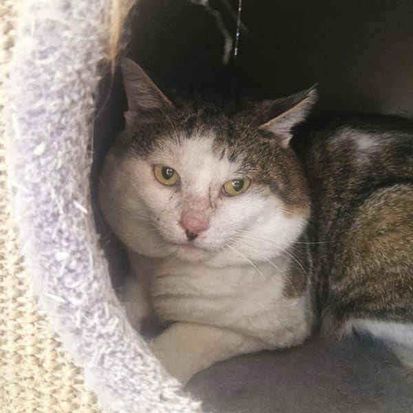 MICKEY — Européen