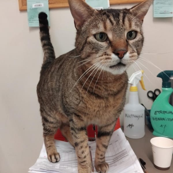 Mars PAB28670 — Européen