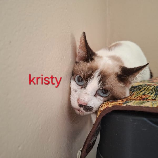 KRISTY A17392 — Européen