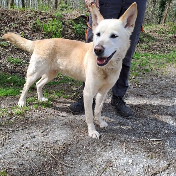 BEEBOP — Croisé / Autre