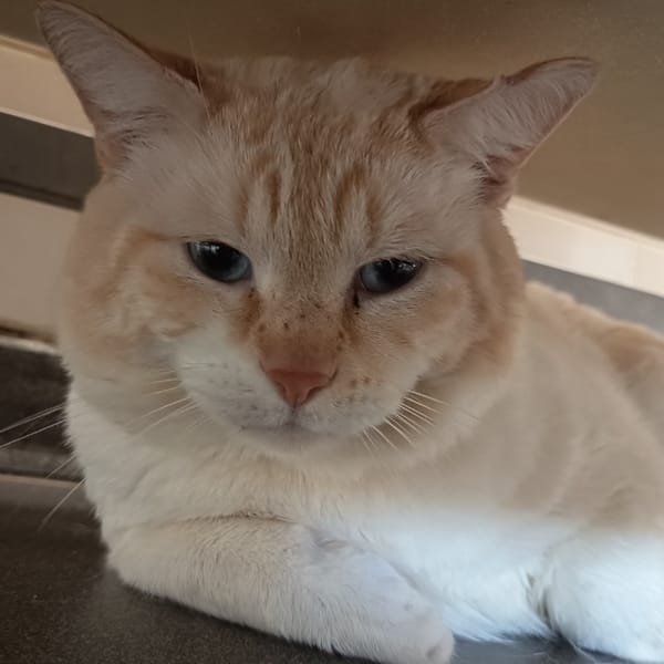 NATHANIEL C — Européen