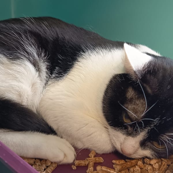 IDAHO C — Européen