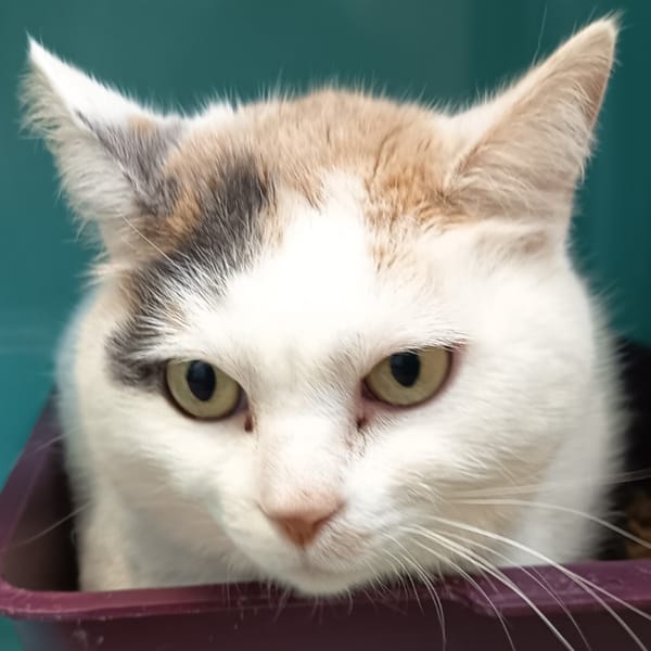 NEVADA C — Européen