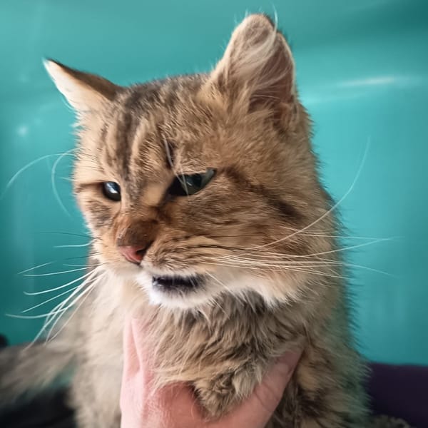 UTAH C — Européen