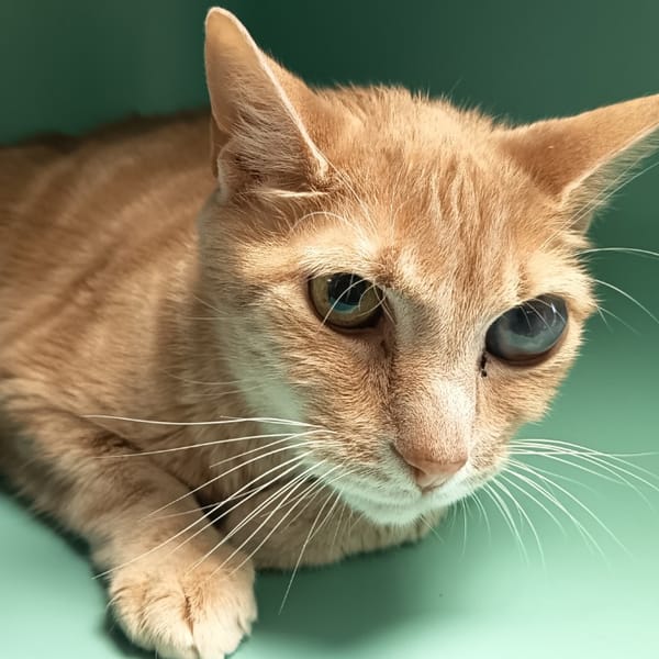 TEXAS C — Européen