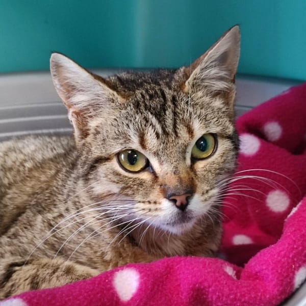 CAFE GLACE QCT (j'ai trouvé ma famille) — Croisé / Autre