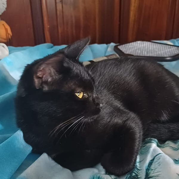 PRINCE chaton réunion — Européen