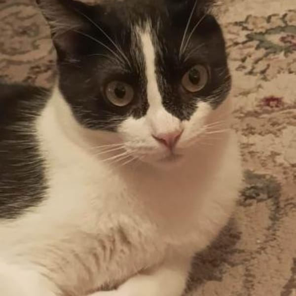 Sohn Edgar und Mama Wilma — Europäisch Kurzhaar