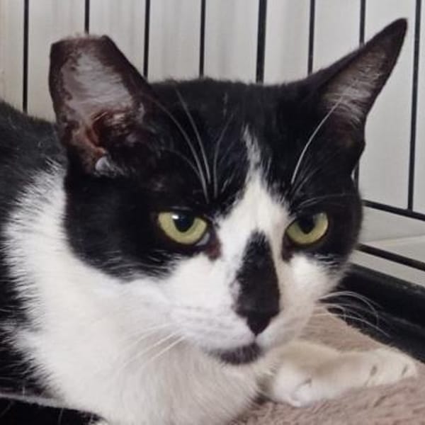 Mama Wilma und Sohn Edgar — Europäisch Kurzhaar