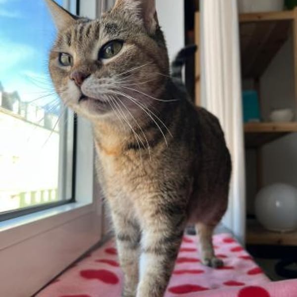 Verspielte Katze Greta — Ekh