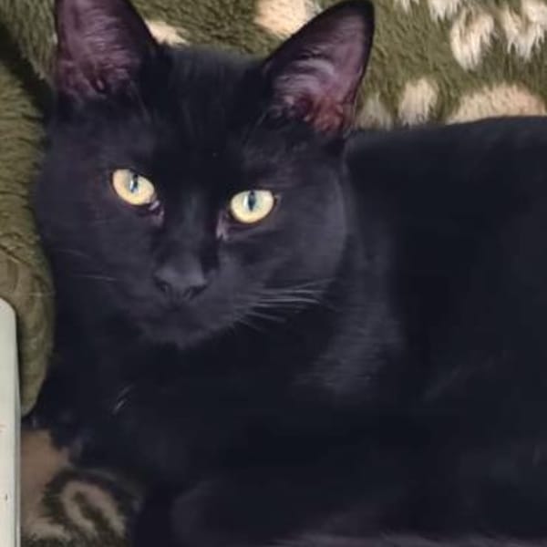 Liebevoller Kater Atlas — Europäisch Kurzhaar